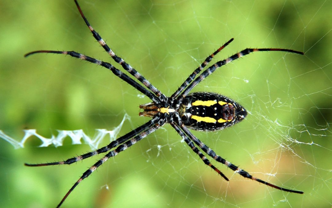 The app that lets you see how animals view the world